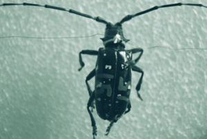 Asian long-horned beetle