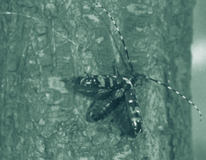 Asian long-horned beetle on a tree