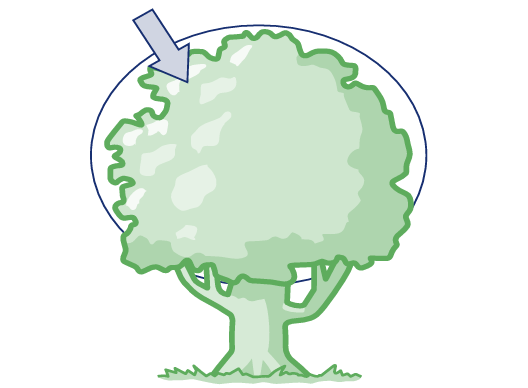 A graphic of a tree highlighting the canopy area