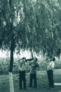 Scientist using binoculars to look into beetles on a tree