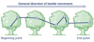 A graphic of four trees showing a beetle moving through them