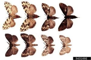 8 different nun moths
