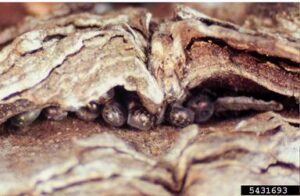 Nun moth eggs in tree bark