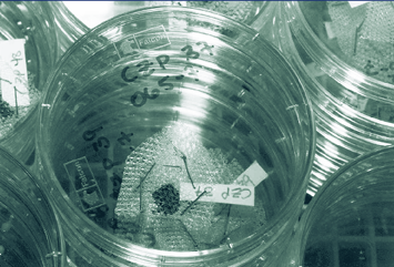 Nun moth eggs in a petri dish