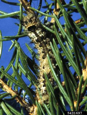 Nun moth larva on a tree limb