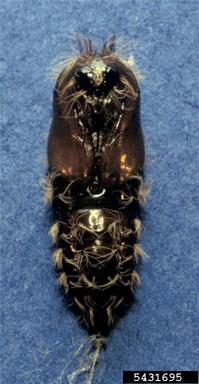 Nun moth pupa