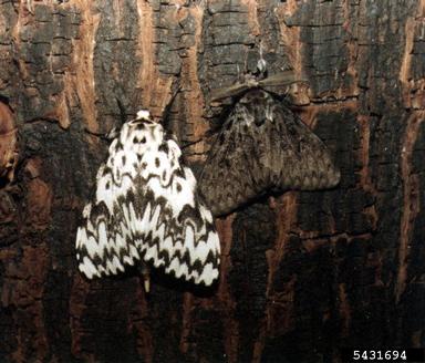 Two nun moths on a tree trunk