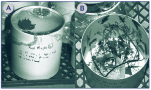Two containers that are holding larvae and foliage