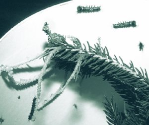 Young larvae eating spruce leaves