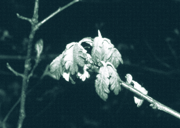 new leaves that are folded inward on the branch