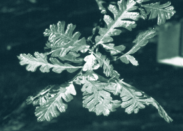 Leaves growing straight out from a a branch
