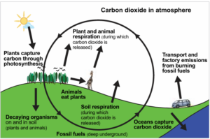 A graphic showing the carbon cycle 