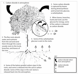 A graphic showing how trees absorb carbon, hold on to it, and release it back into the air. 