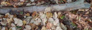 A twig and some leaves on the forest floor