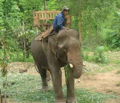 A person in a hat riding an elephant in the forest