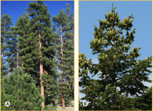 Left (figure 10A) - Tall ponderosa pines fill the photo.Right (figure 10B) - The top of a white fir tree can be seen. 