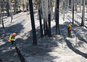 Two people in fire safety gear and helmets are working in an area of forest that has been burned by wildfire. The trees look charred and there is a white soot covering the ground. 
