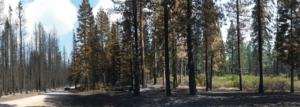 A pickup truck drives down a road in a forest burned by wildfire. The area to the left of the road is badly burned with no needles left on the trees. The area to the right of the road shows burned trees, but they still have needles on the trees. 