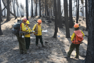 Four scientists dressed in fire safety gear and helmets stand in an area of forest that has been burned by wildfire. Several of the scientists hold note pads. 