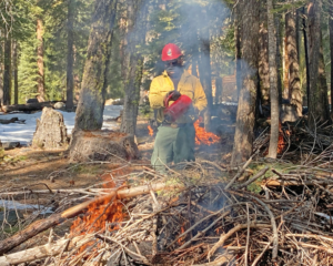 A Forest Service firefighter uses a drip torch to conduct pile burns. There is a large pile of sticks and twigs that are on fire with trees and a gravel area in the background. Several small areas of fire can be seen. 