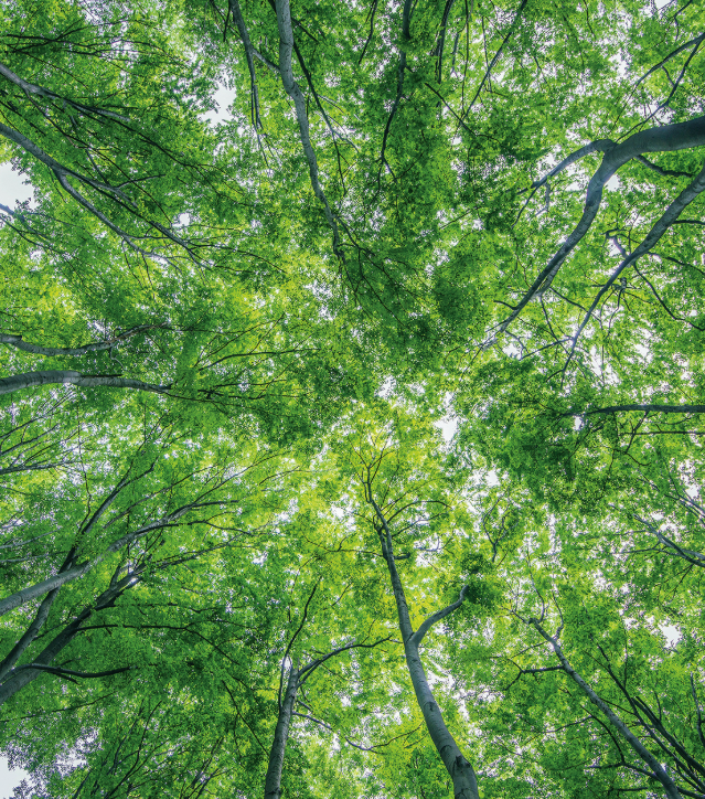 Looking from the ground up to the top of a group of trees. The tree canopy is so thick that it is hard to see the sky above the canopy.