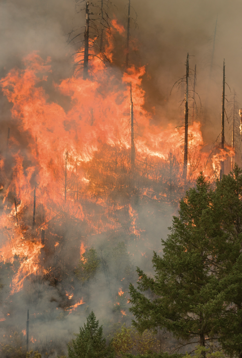 A large fire burns through trees and tree crowns.