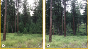 On the left, (labeled A) a forested area before thinning. The photo shows thick trees in the background as well as a lot of shrubs and smaller trees in the understory. There is also some grass. On the right (labeled B), a forested area after thinning. This is the same area as shown in the photo on the left, but it has noticeably less shrub and tree density. You can see clear spaces between some of the trees.