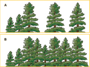 The illustration on top (labeled A) shows trees that are spaced apart from each other. The illustration on the bottom (labeled B) shows trees that are spaced very close to each other.