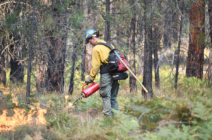 A firefighter in fire gear with a blue helmet uses a drip torch to light a fire to some fuel on the forest floor. 