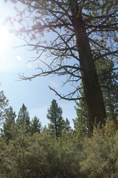 An understory filled with shrubs can be seen under a large tree.
