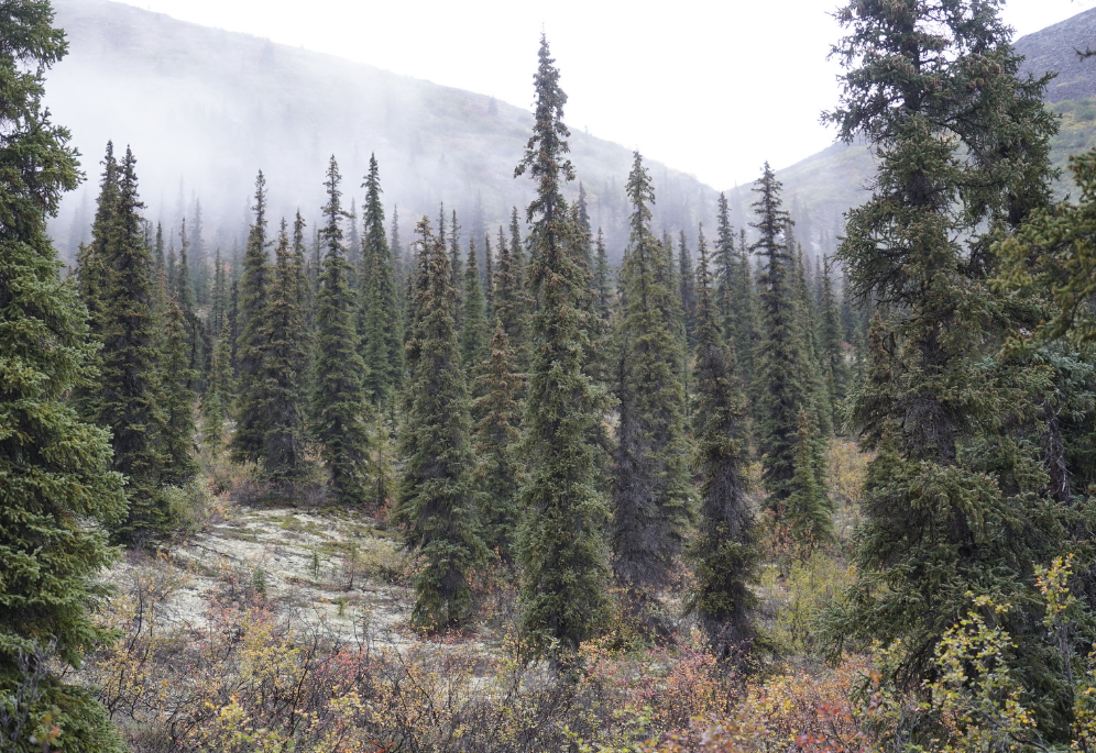 Evergreen trees growing in a mountain area with