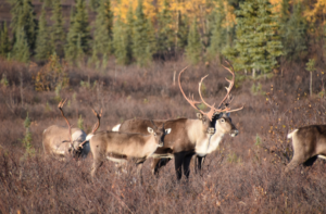 Caribou in a field