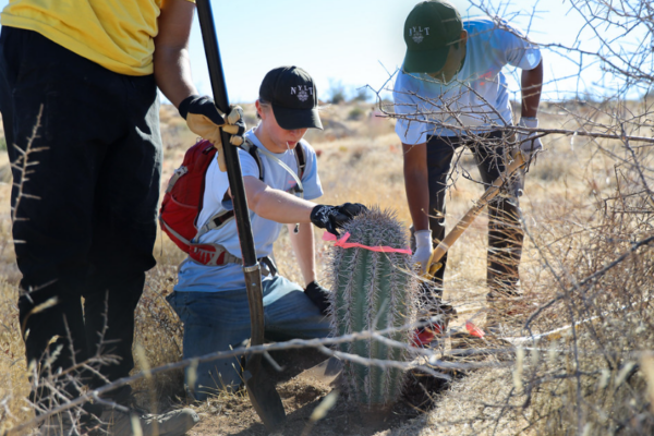 Two Boy Scouts plant a saguaro cactus on a burn scar, supervised by an adult.